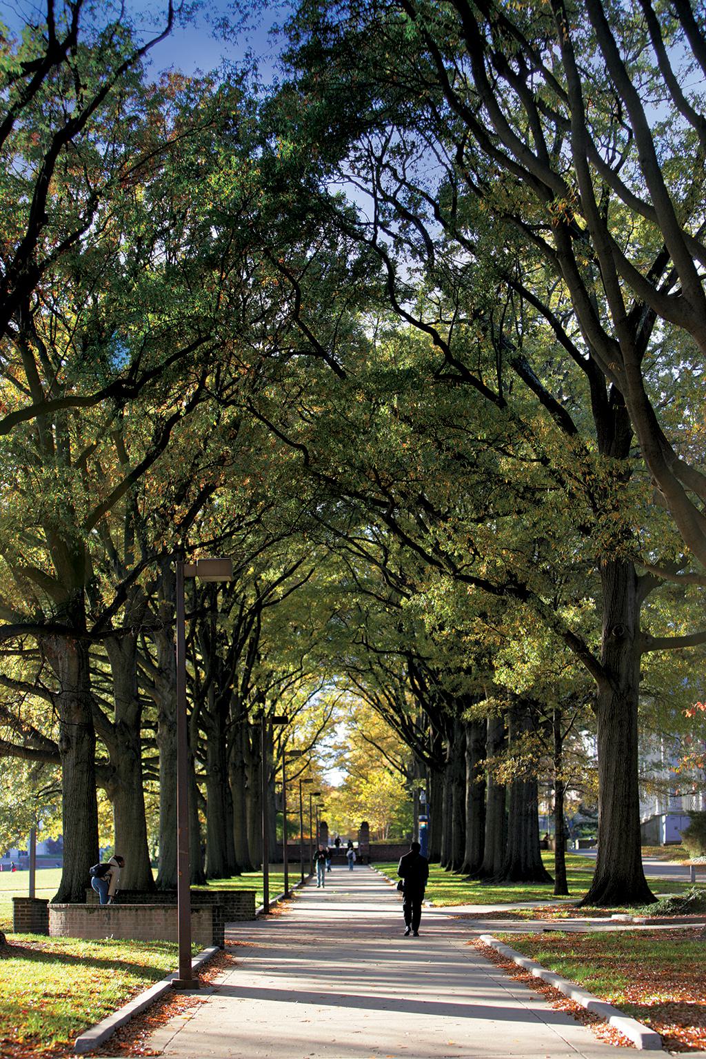 Student walking along McKeldin Mall side path through tall trees