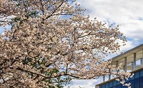 Cherry blossoms in spring on campus